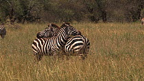 Two Burchell's zebra (Equus burchellii) resting with their heads on each other's backs, Serengeti NP, Tanzania.