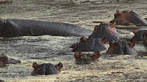 Hippopotamus (Hippopotamus amphibius) wallowing in a pool, resting, Serengeti NP, Tanzania.