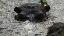 Close up of a Hippopotamus (Hippopotamus amphibius) wallowing in a pool, resting, Serengeti NP, Tanzania.