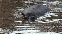 Hippopotamus (Hippopotamus amphibius) entering a pool, wallowing and waving its tail, Serengeti NP, Tanzania.