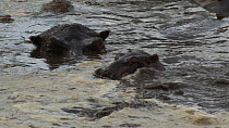 Juvenile Hippopotamus (Hippopotamus amphibius) wallowing in a group, yawning, Serengeti NP, Tanzania.