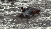 Hippopotamus (Hippopotamus amphibius) wallowing in a pool, resting, showing aggression towards other individuals nearby, Serengeti NP, Tanzania.