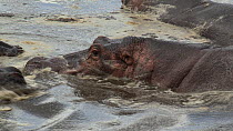 Group of Hippopotamus (Hippopotamus amphibius) wallowing in a pool, resting, with nostrils opening and closing, Serengeti NP, Tanzania.