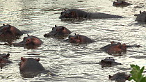 Large group of Hippopotamus (Hippopotamus amphibius) wallowing in a pool, resting, Serengeti NP, Tanzania.