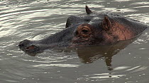 Hippopotamus (Hippopotamus amphibius) at surface, opens and closes its nostrils before submerging, Serengeti NP, Tanzania.