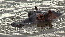 Hippopotamus (Hippopotamus amphibius) at surface, closes its nostrils and submerging, Serengeti NP, Tanzania.