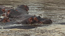 Group of Hippopotamus (Hippopotamus amphibius) wallowing in a pool, resting, Serengeti NP, Tanzania.