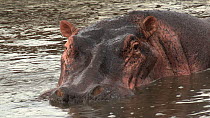 Close up of a Hippopotamus (Hippopotamus amphibius) in a pool, blows out through its nose, Serengeti NP, Tanzania.
