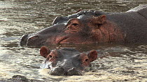 Hippopotamus (Hippopotamus amphibius) yawning before resting its head on another in a pool, with others nearby, Serengeti NP, Tanzania.