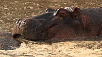 Hippopotamus (Hippopotamus amphibius) resting its head on another in a pool, with a juvenile nearby, Serengeti NP, Tanzania.