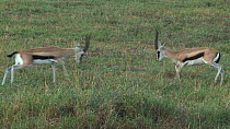 Two male Thomson's gazelles (Eudorcas thomsonii) facing each other and preparing to fight, before breaking off, Serengeti NP, Tanzania.