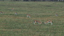 Two male Thomson's gazelles (Eudorcas thomsonii) fighting, with others grazing in the background, Serengeti NP, Tanzania.