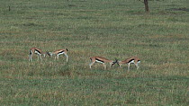 Wide angle shot of groups of male Thomson's gazelles (Eudorcas thomsonii) fighting, Serengeti NP, Tanzania.