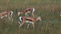 Tracking shot of Grant's gazelles (Nanger granti) grazing, Serengeti NP, Tanzania.