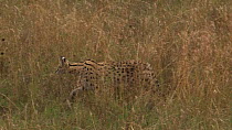 Serval (Leptailurus serval) walking in long grass, Serengeti NP, Tanzania.