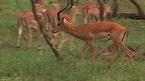 Male Impala (Aepyceros melampus) chasing a group of females, Serengeti NP, Tanzania.