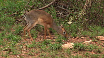 Kirk's dik-dik (Madoqua kirkii) feeding, Serengeti NP, Tanzania.