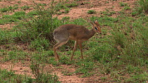 Kirk's dik-dik (Madoqua kirkii) marking its territory and feeding, Serengeti NP, Tanzania.