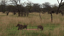 Group of Warthogs (Phacochoerus africanus) grazing, Serengeti NP, Tanzania.