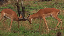 Two male Impala (Aepyceros melampus) fighting, Serengeti NP, Tanzania.