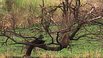 Family of Olive baboons (Papio anubis) climbing in a burnt tree, with to male Impala (Aepyceros melampus) walking past in the background, Serengeti NP, Tanzania.