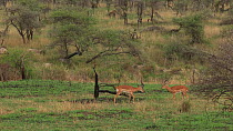 Wide angle shot of two male Impala (Aepyceros melampus) fighting, Serengeti NP, Tanzania.