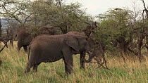 African elephant (Loxodonta africana) feeding, with other elephants in the background, Serengeti NP, Tanzania.