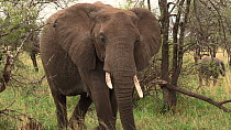 African elephant (Loxodonta africana) walking towards the camera, Serengeti NP, Tanzania.