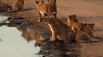 African lioness (Panthera leo) with twelve cubs resting by a puddle, getting up and walking, Serengeti NP, Tanzania.