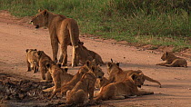 African lioness (Panthera leo) with twelve cubs, some suckling, Serengeti NP, Tanzania.