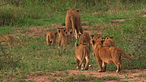 African lioness (Panthera leo) with twelve cubs, Serengeti NP, Tanzania.