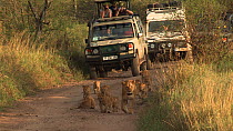 African lioness (Panthera leo) walking along a road with cubs, followed by tourist vehicles, Serengeti NP, Tanzania.