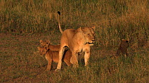 African lioness (Panthera leo) with suckling cubs, Serengeti NP, Tanzania.