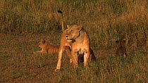 African lioness (Panthera leo) with suckling cubs, Serengeti NP, Tanzania.