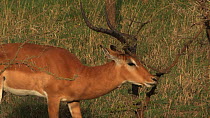 Male Impala (Aepyceros melampus) grazing and scratching its head on a branch, Serengeti NP, Tanzania.