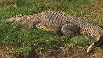Panning shot of a Nile crocodile (Crocodylus niloticus) basking on the shore and opening its eyes, Serengeti NP, Tanzania.