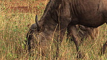 Blue wildebeest (Connochaetes taurinus) grazing, Serengeti NP, Tanzania.