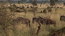 Blue wildebeest (Connochaetes taurinus) moving in thin woodland, Serengeti NP, Tanzania.