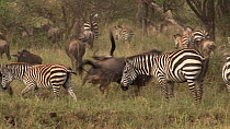 Mixed herd of Burchell's Zebra (Equus burchellii) and Blue wildebeest (Connochaetes taurinus) migrating, Serengeti NP, Tanzania.
