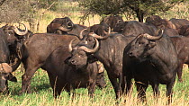 Panning shot of a herd of African buffalo (Syncerus caffer), with Yellow-billed oxpeckers (Buphagus africanus), Serengeti NP, Tanzania.