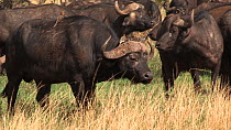 Tracking shot of an African buffalo (Syncerus caffer) grazing and walking through a herd, with Yellow-billed oxpeckers (Buphagus africanus), Serengeti NP, Tanzania.