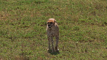 Cheetah (Acinonyx jubatus) walking, Serengeti NP, Tanzania.