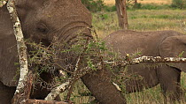 African bush elephants (Loxodonta africana) feeding, stripping vegetation from an Acacia tree with its trunk, Serengeti NP, Tanzania.