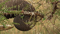 Close-up of an African bush elephant (Loxodonta africana) feeding, stripping vegetation from an Acacia tree with its trunk, Serengeti NP, Tanzania.