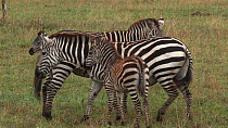 Young Burchell's zebra (Equus burchellii) with two adults interacting behind it, Serengeti NP, Tanzania.