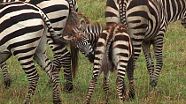 Young Burchell's zebra (Equus burchellii) scratching itself, Serengeti NP, Tanzania.