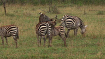 Young Burchell's zebra (Equus burchellii) playing, biting its mother, Serengeti NP, Tanzania.