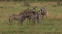 Young Burchell's zebra (Equus burchellii) playing, biting and kicking its mother, Serengeti NP, Tanzania.