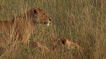 African lioness (Panthera leo) looking around and greeting other lions lying down in long grass, Serengeti NP, Tanzania.