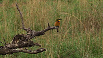 Little bee-eater (Merops pusillus) taking off from and returning to a perch on a dead tree, Ngorongoro Conservation Area, Tanzania.